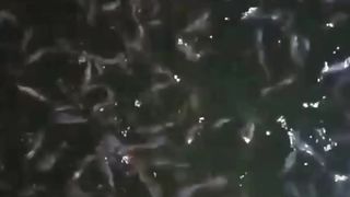 Musim hujan IKAN LELE banyak yang MENGGANTUNG❗Apa penyebabnya❓
