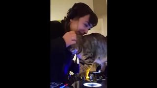 FUNNY CATS MEMES COMPILATION OF 2023 3