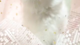 Funny cat #funny animal #kucing lucu #kucing gemoy 3 42
