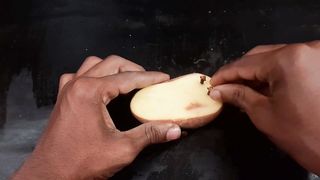 How to grow clove plant from seed?...