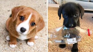 Cute baby animals Videos Compilation cutest moment of the animals - Cutest Puppies 5