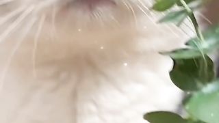 Funny cat #funny animal #kucing lucu #kucing gemoy 3 44