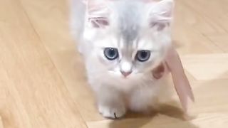 Funny cat #funny animal #kucing lucu #kucing gemoy 3 45