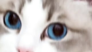 Funny cat #funny animal #kucing lucu #kucing gemoy 3 47