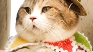 Funny cat #funny animal #kucing lucu #kucing gemoy 3 48