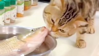 Funny cat #funny animal #kucing lucu #kucing gemoy 3 49