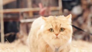 Funny cat #funny animal #kucing lucu #kucing gemoy 3 50
