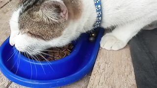 Nemo mukbang