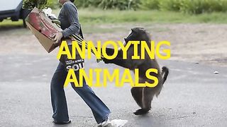 Funny animal compilation,funny cat ,funny dog