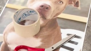 KILLER PITBULL