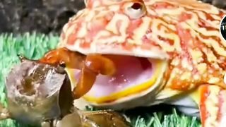 Kepiting Dan kodok