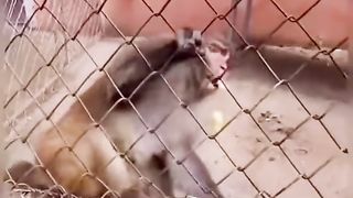 Funny Monkey Viral Video 102