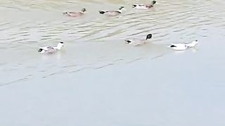 Ducks Swimming In Water Pool
