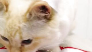 gatos de chapeus