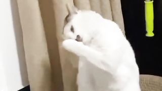 Kucing banyak tingkah hahaha