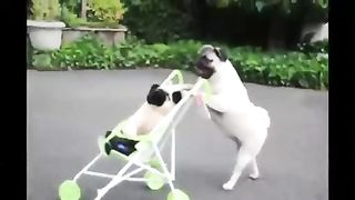 Pug Puppy Pushes Baby Stroller!!! - Funny Videos at Fully