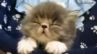 Kittens Falling Asleep Suddenly Videos