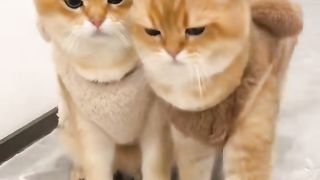 Funny cat #funny animal #kucing lucu #kucing gemoy 3 52