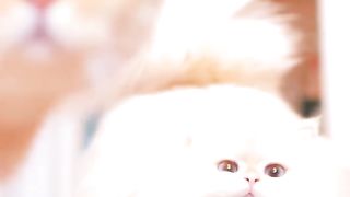 Funny cat #funny animal #kucing lucu #kucing gemoy 3 53