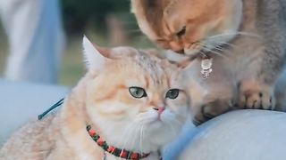 Funny cat #funny animal #kucing lucu #kucing gemoy 3 54