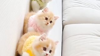 Funny cat #funny animal #kucing lucu #kucing gemoy 3 55