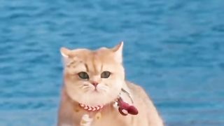 Funny cat #funny animal #kucing lucu #kucing gemoy 3 59