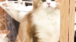 Funny cat #funny animal #kucing lucu #kucing gemoy 3 56