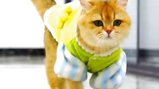 Funny cat #funny animal #kucing lucu #kucing gemoy 3 57
