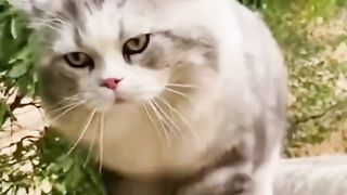 Funny cat #funny animal #kucing lucu #kucing gemoy 3 58