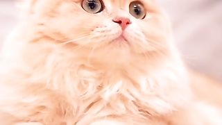 Funny cat #funny animal #kucing lucu #kucing gemoy 3 60