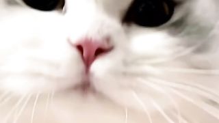 Funny cat #funny animal #kucing lucu #kucing gemoy 3 61