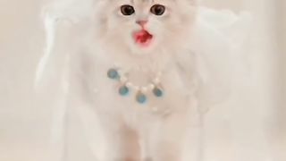 Funny cat #funny animal #kucing lucu #kucing gemoy 3 62