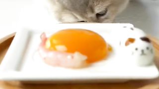 Funny cat #funny animal #kucing lucu #kucing gemoy 3 64
