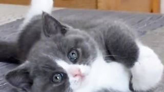 Funny cat #funny animal #kucing lucu #kucing gemoy 3 66