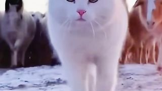 Funny cat #funny animal #kucing lucu #kucing gemoy 3 67