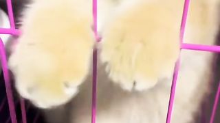 Funny cat #funny animal #kucing lucu #kucing gemoy 3 68