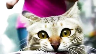 Funny cat #funny animal #kucing lucu #kucing gemoy 3 69