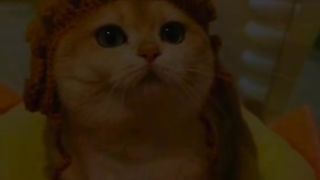 Funny cat #funny animal #kucing lucu #kucing gemoy 3 70