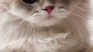 Funny cat #funny animal #kucing lucu #kucing gemoy 3 71