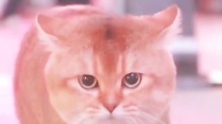 Funny cat #funny animal #kucing lucu #kucing gemoy 3 72