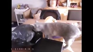Funny Cats XD