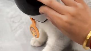 Funny cat #funny animal #kucing lucu #kucing gemoy 3 73