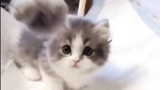 Funny cat #funny animal #kucing lucu #kucing gemoy 3 74
