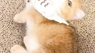 Funny cat #funny animal #kucing lucu #kucing gemoy 3 75
