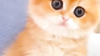Funny cat #funny animal #kucing lucu #kucing gemoy 3 76