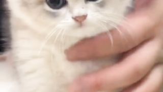 Funny cat #funny animal #kucing lucu #kucing gemoy 3 77