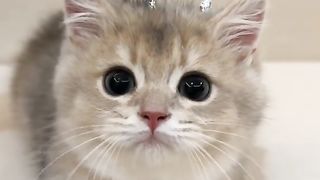 Funny cat #funny animal #kucing lucu #kucing gemoy 3 78