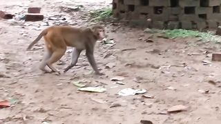 Monkey ???? video in forest