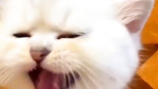 Funny cat #funny animal #kucing lucu #kucing gemoy 3 79