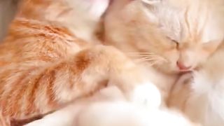 Funny cat #funny animal #kucing lucu #kucing gemoy 3 80